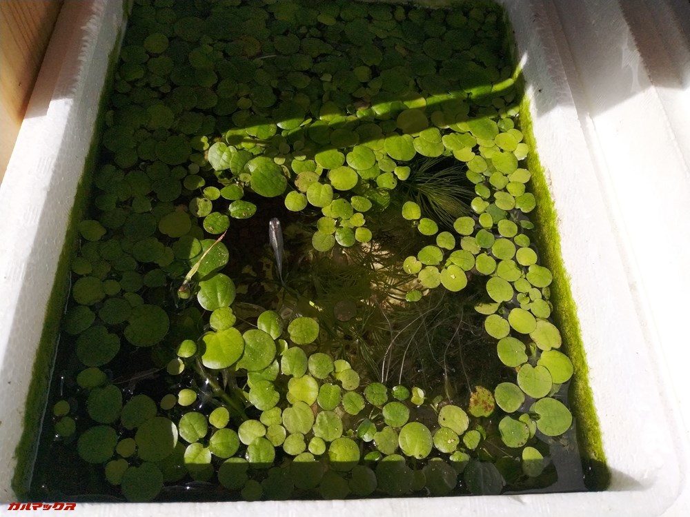 Xiaomi Mi Pad 4で撮影しました