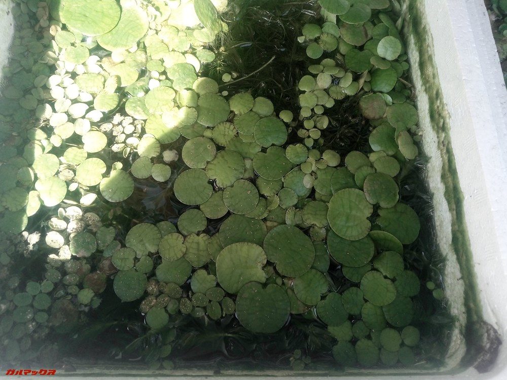 Teclast T20のリアカメラで撮影しました。