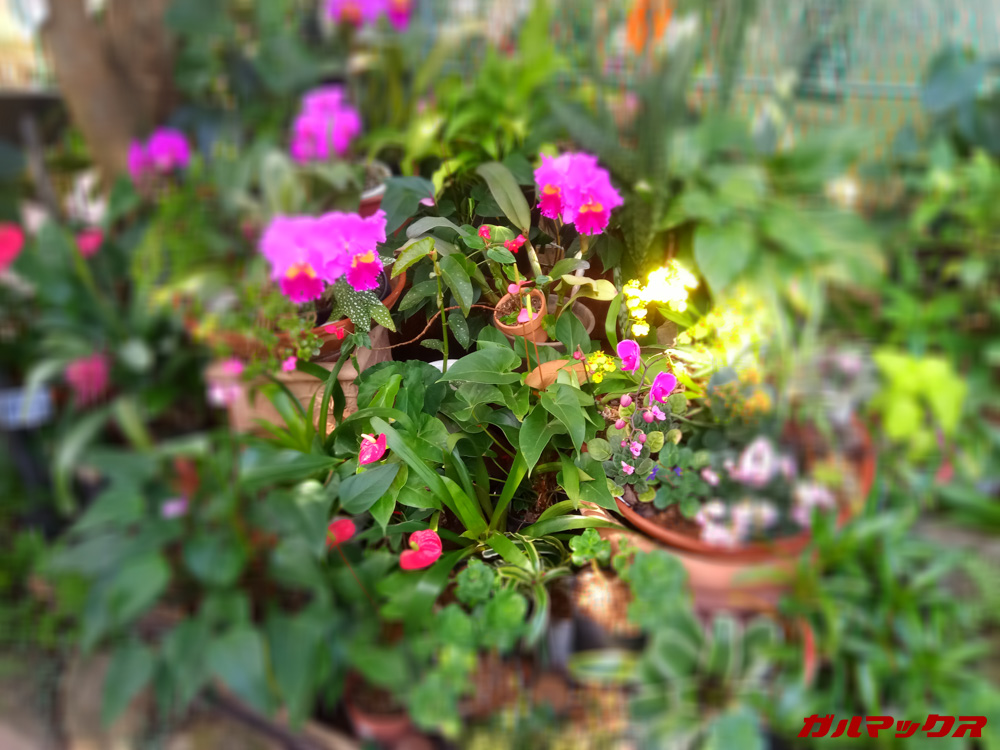 CUBOT X19のポートレート機能は擬似的。