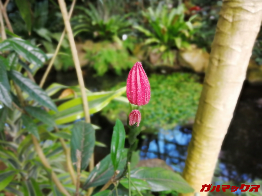 HUAWEI nova lite 3のポートレートは撮影後にピント位置やボケ味強度を変更出来る。