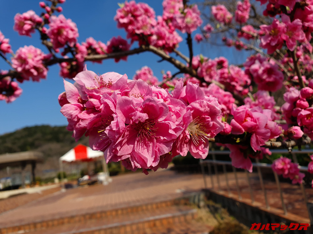「Galaxy S10」で昼間に撮影した写真。
