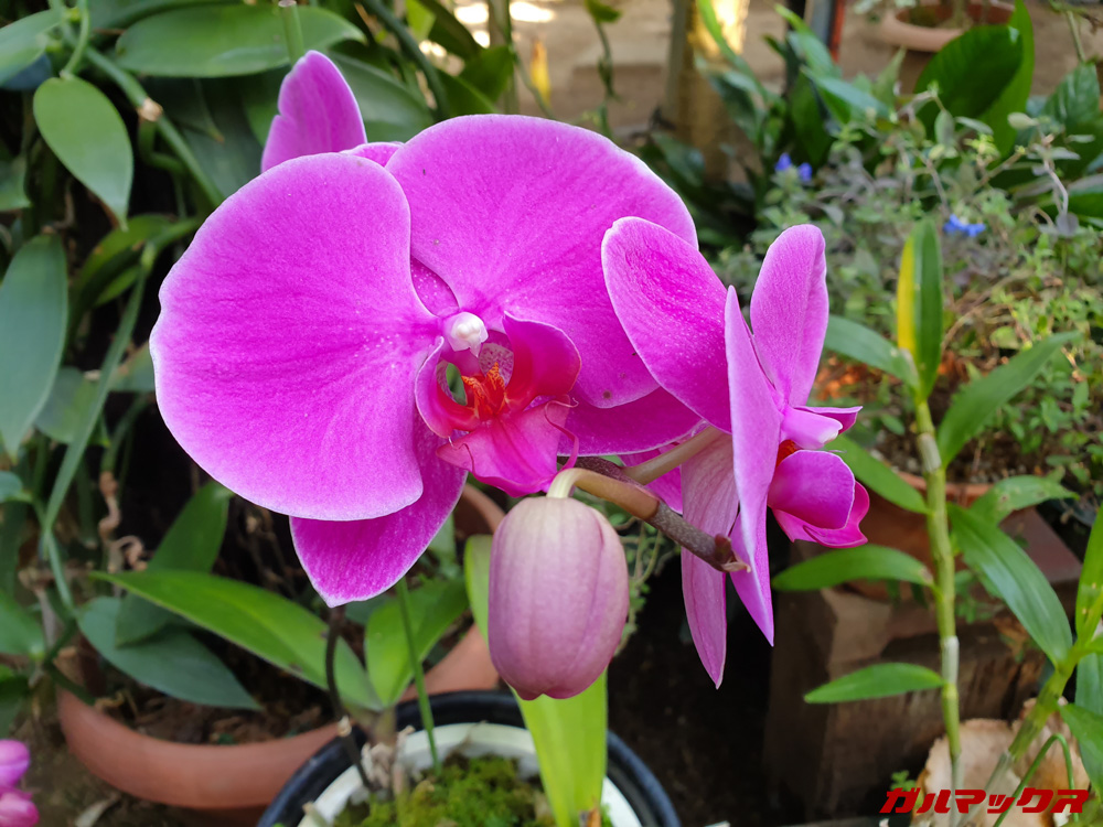 「Galaxy S10」で昼間に撮影した写真。