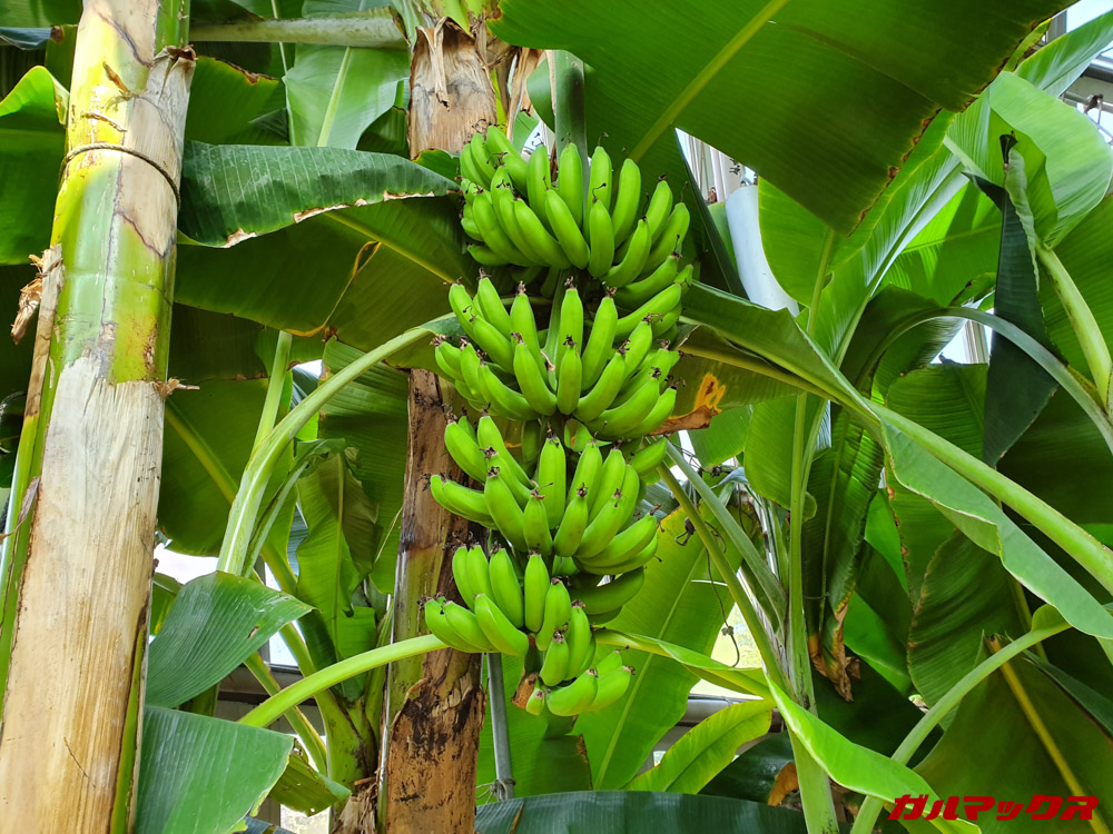 「Galaxy S10」で昼間に撮影した写真。