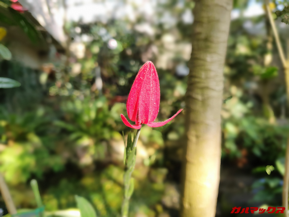 「Galaxy S10」で撮影した背景ボケ味撮影。