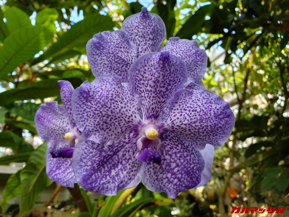 「Galaxy S10」で昼間に撮影した写真。