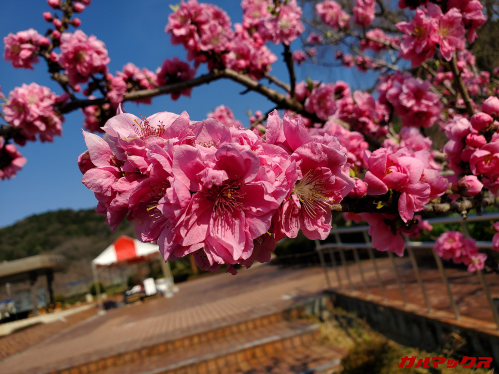 「Galaxy S10+」で昼間に撮影した写真。