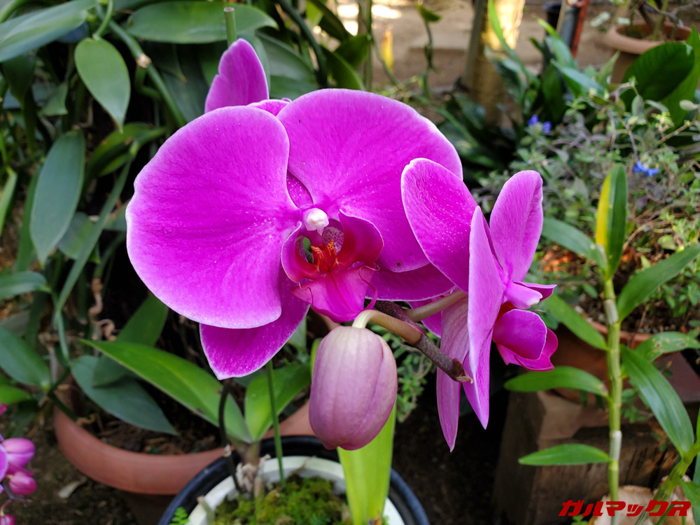 「Galaxy S10+」で昼間に撮影した写真。