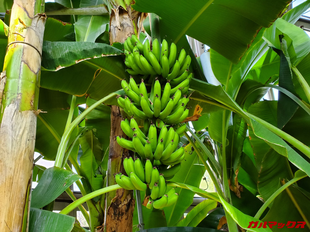 「Galaxy S10+」で昼間に撮影した写真。