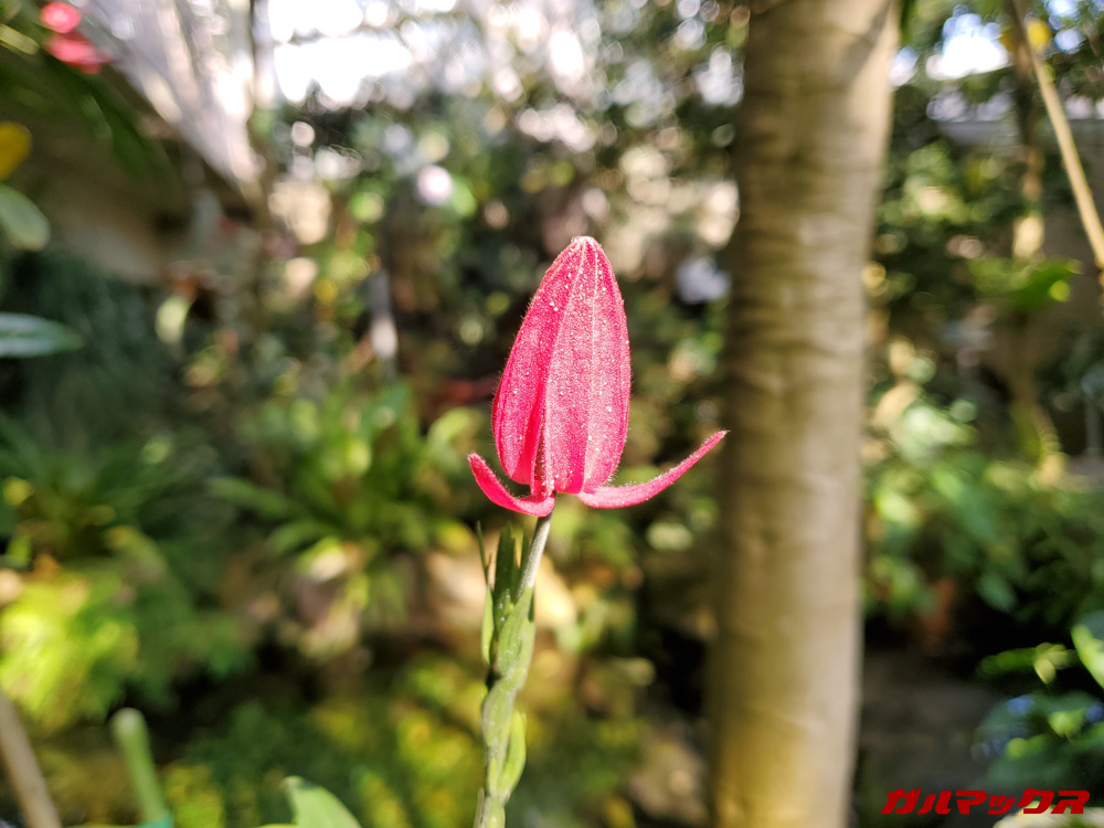 「Galaxy S10+」で撮影したボケ味写真。