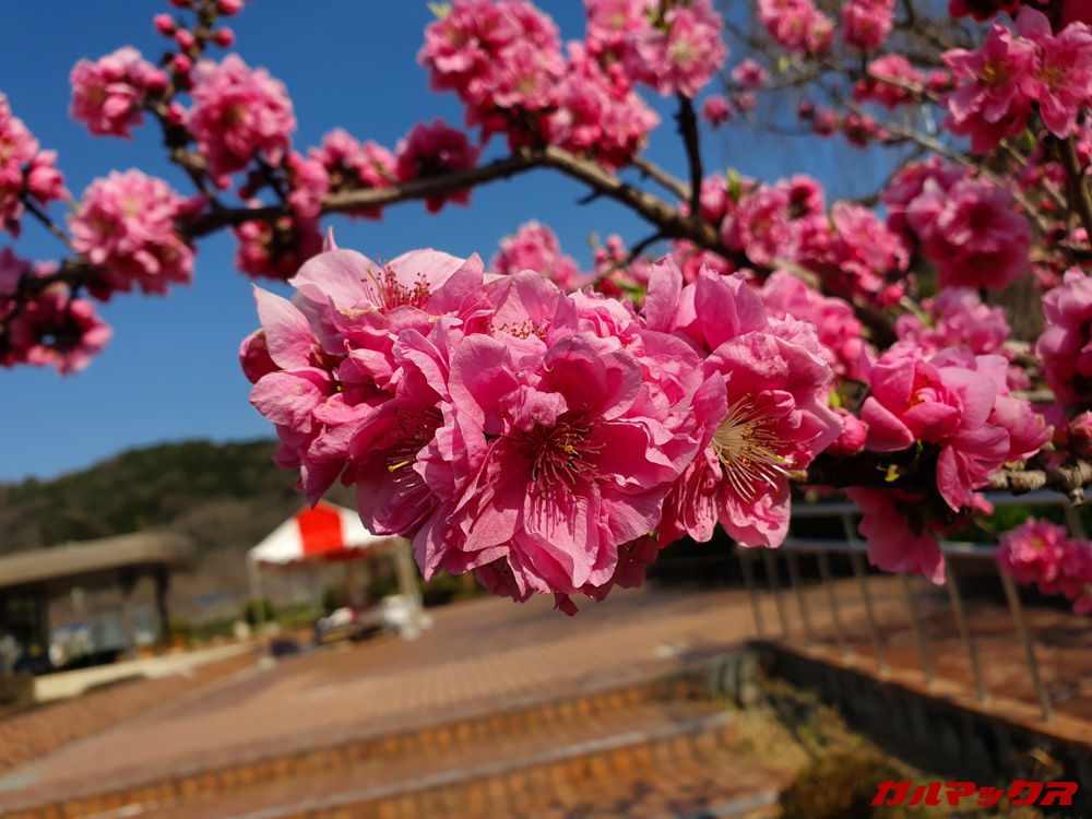 「Galaxy S10e」で昼間に撮影した写真。