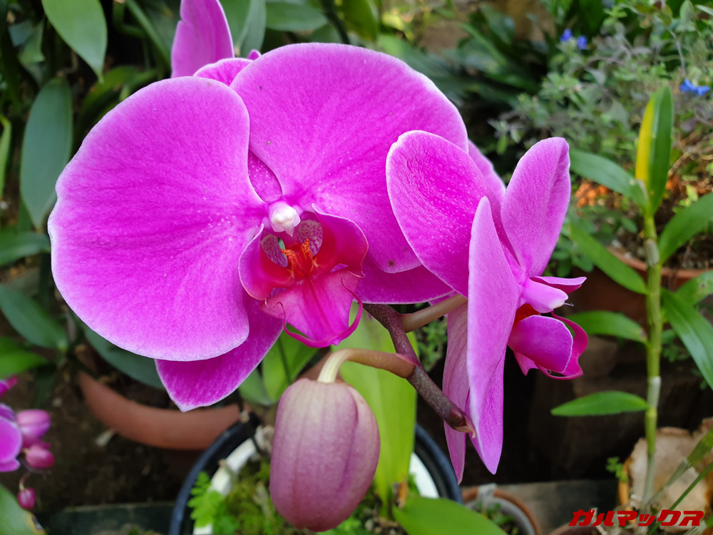 「Galaxy S10e」で昼間に撮影した写真。