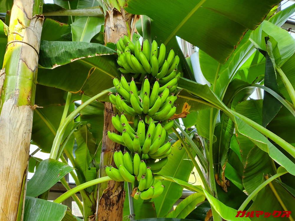 「Galaxy S10e」で昼間に撮影した写真。