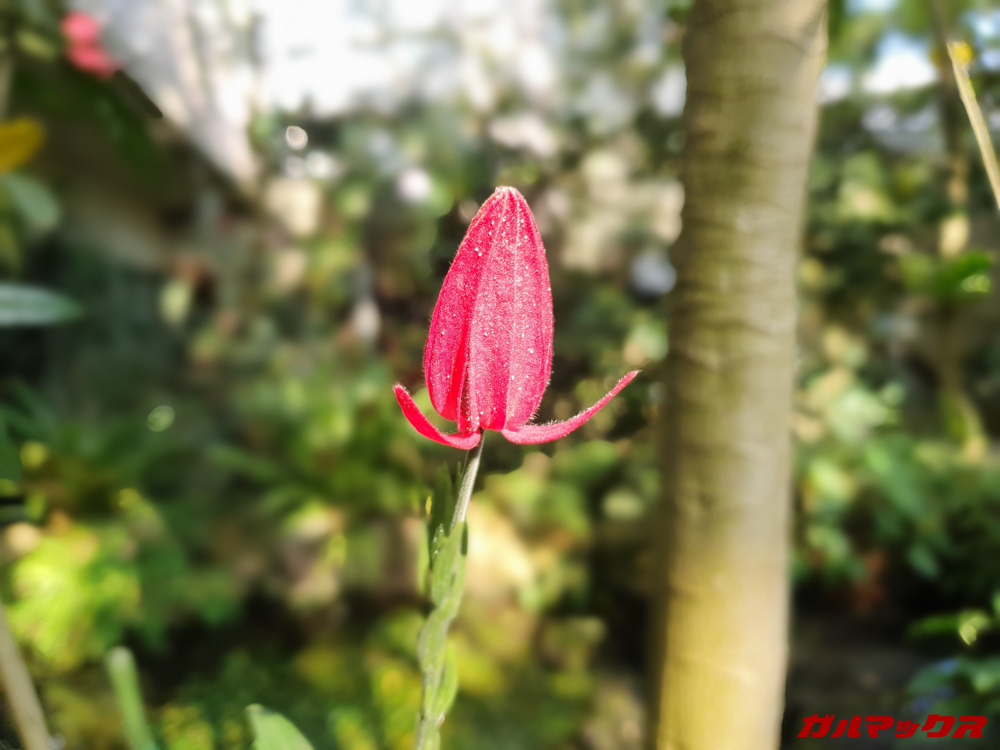 「Galaxy S10e」で撮影したボケ味写真。