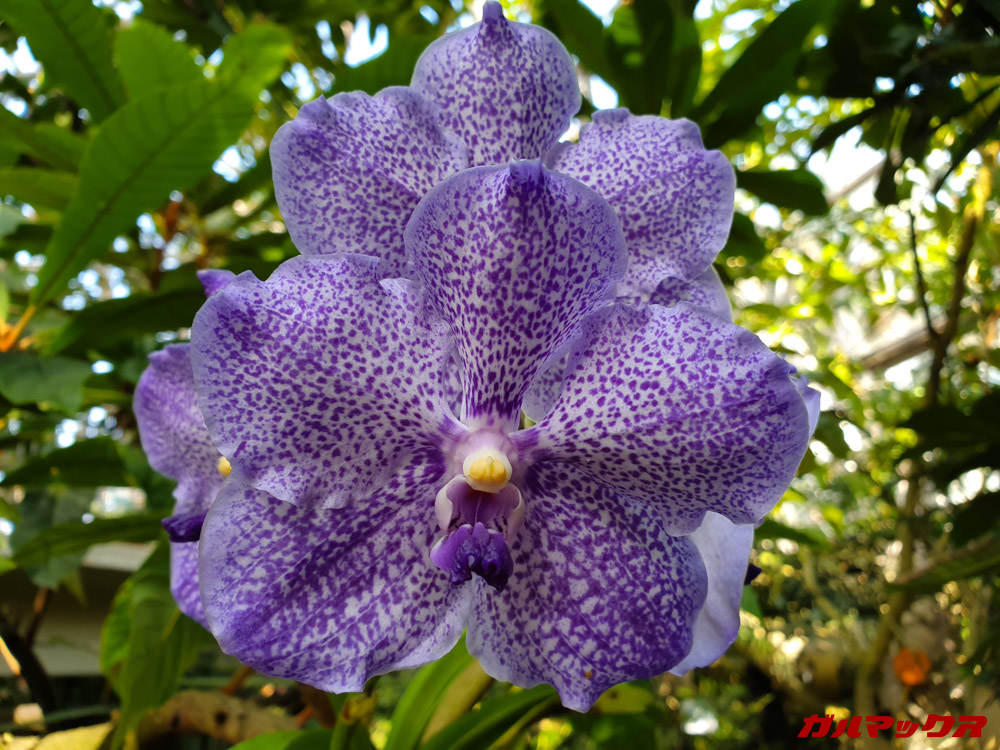 「Galaxy S10e」で昼間に撮影した写真。