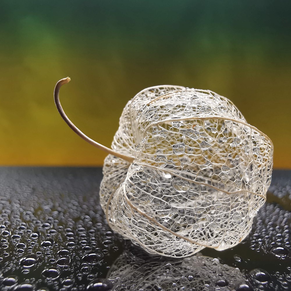 HUAWEI P30 Proは超マクロ撮影にも対応しています。