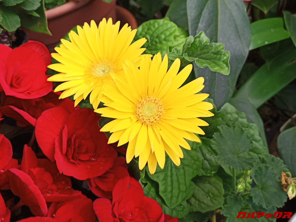 UMIDIGI S3 Proの高画素カメラでは切り出しても精細さを保つ事が出来ます。