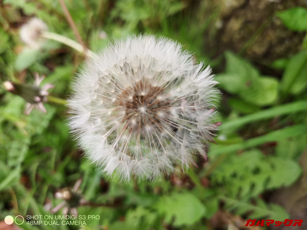 UMIDIGI S3 Proは接写が少々苦手