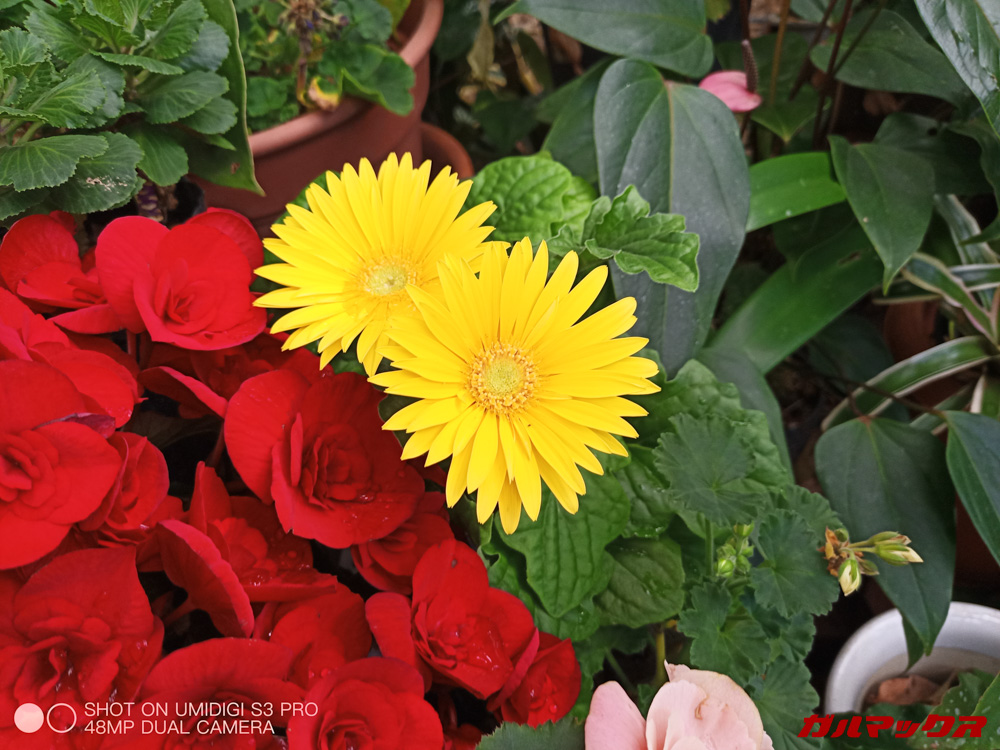 UMIDIGI S3 Proで撮影した48MP写真