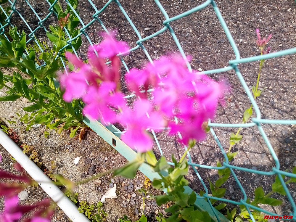 Elephone A6 miniはピンと調整が苦手