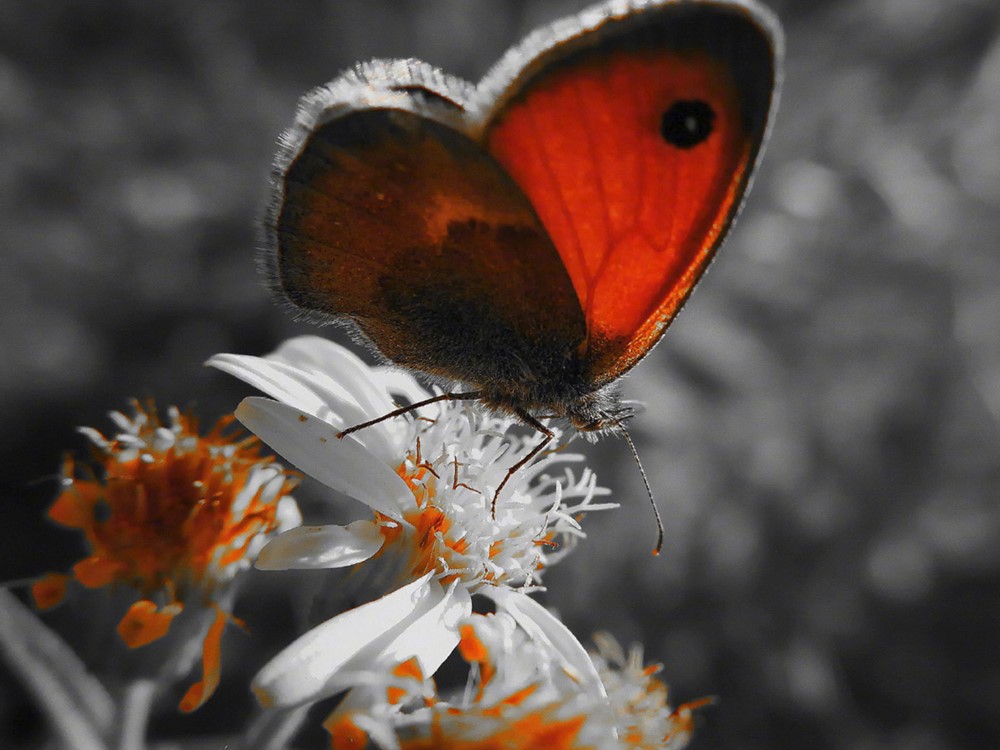 UMIDIGI A5 Proは深度カメラ搭載でボケ味撮影に対応