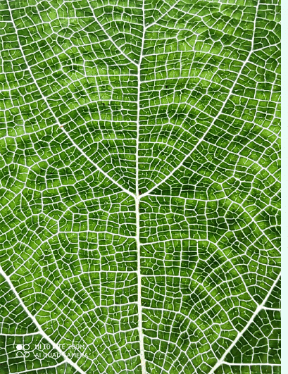 Xiaomi Mi 10 Youth Edition