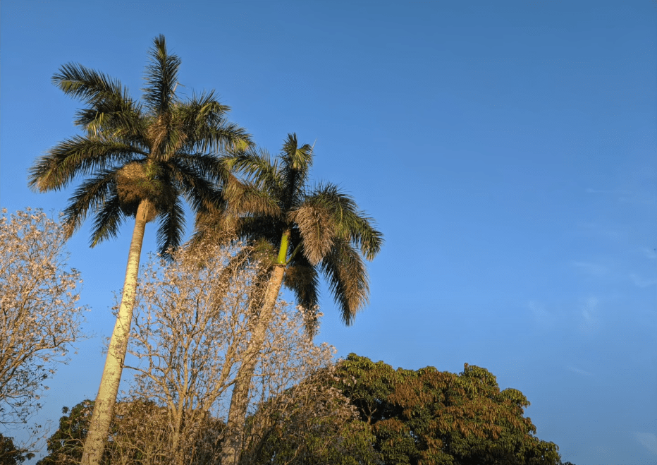 Google Pixel 4aリーク