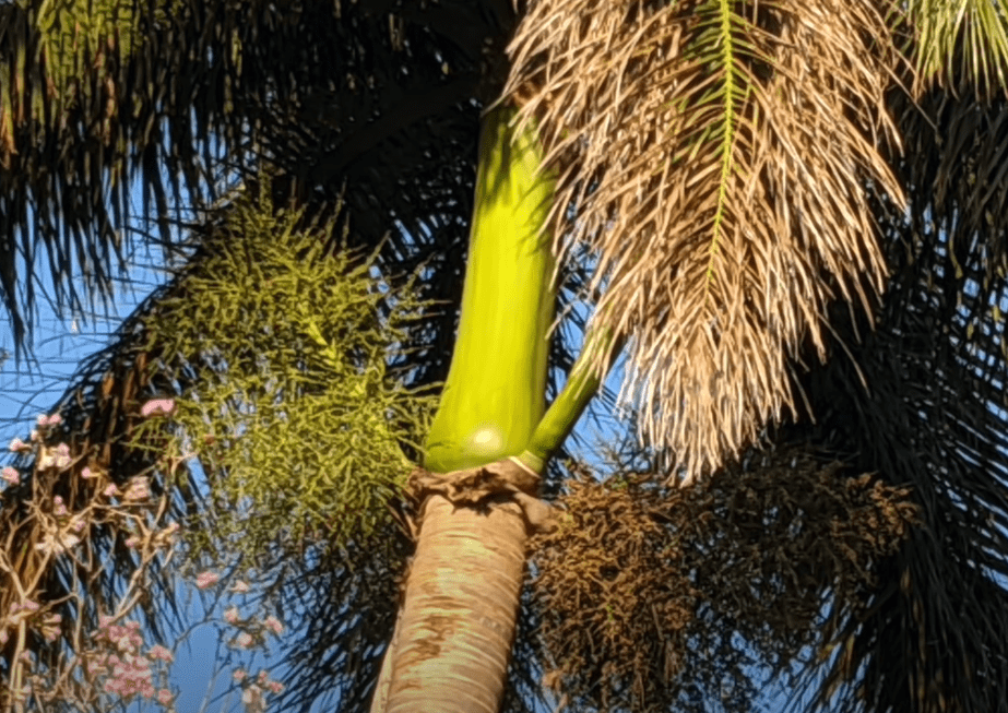 Google Pixel 4aリーク