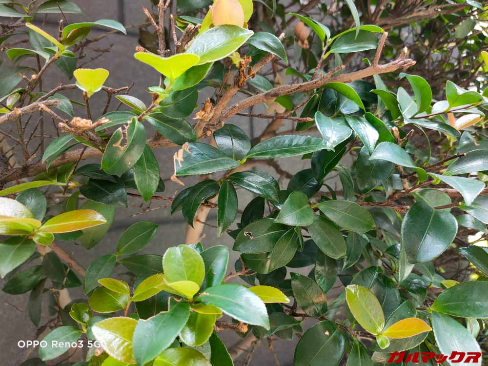 OPPO Reno3 5G