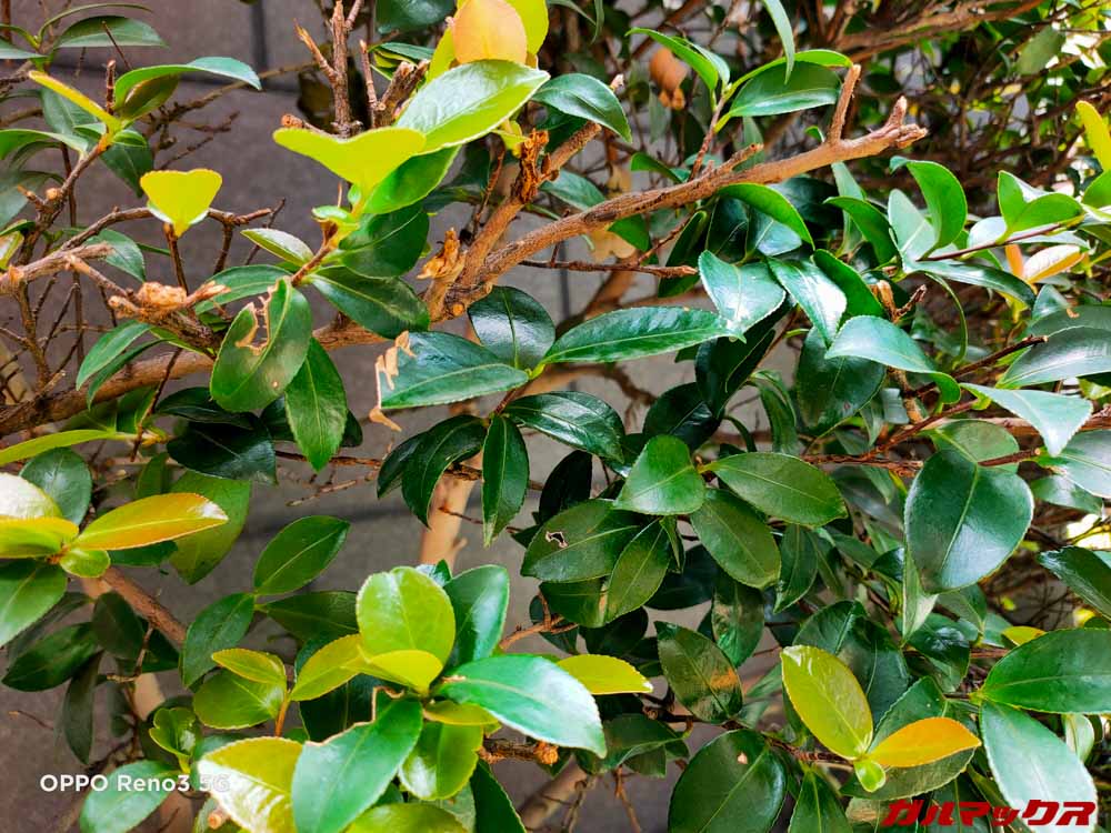 OPPO Reno3 5G