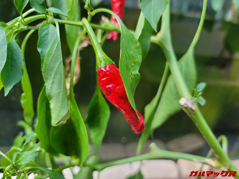 Galaxy Note20 Ultra 5G