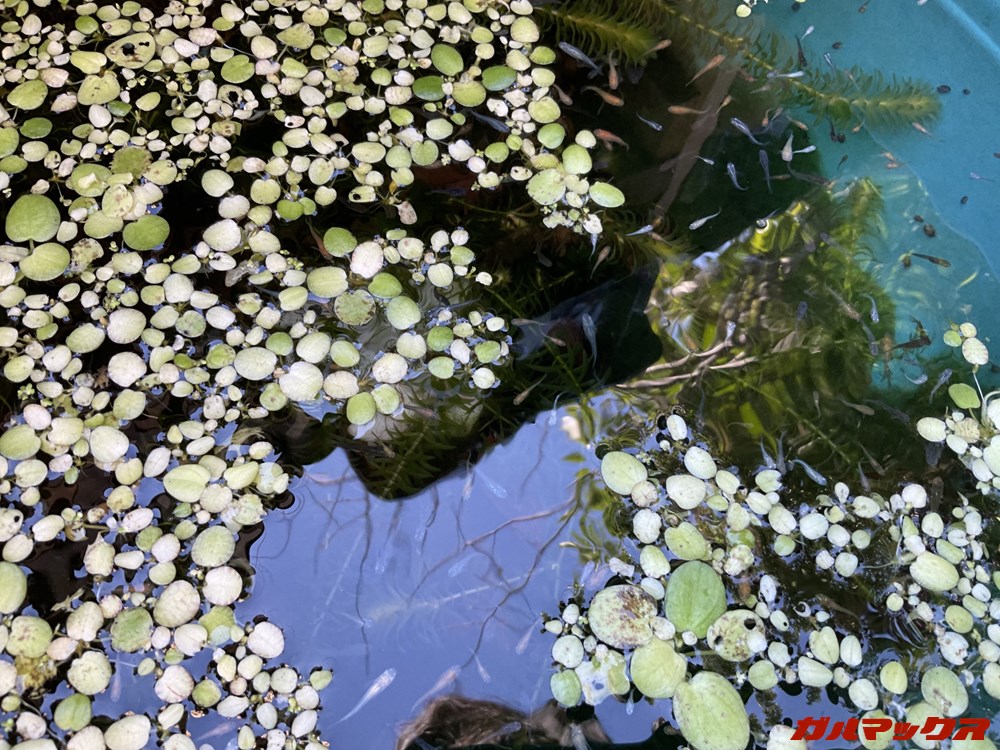 iPad Air(第4世代)