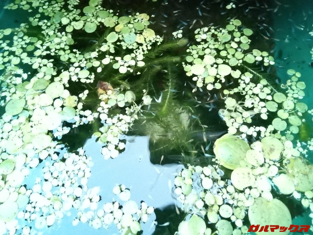 LAVIE Tab E（TE508/KAS）