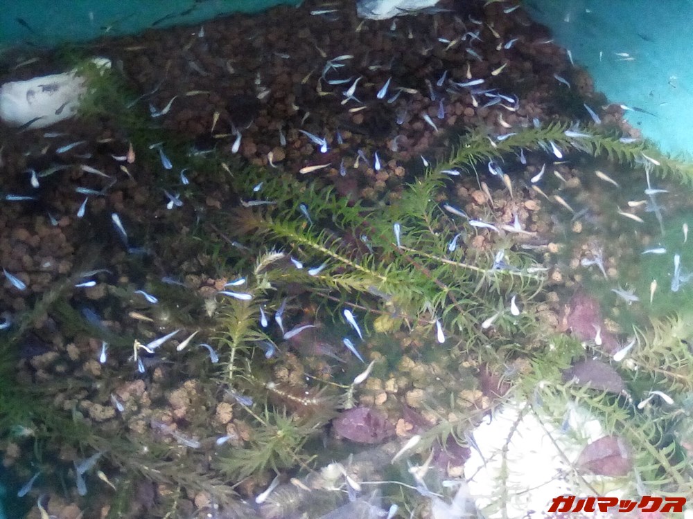 Fire 7（第9世代）