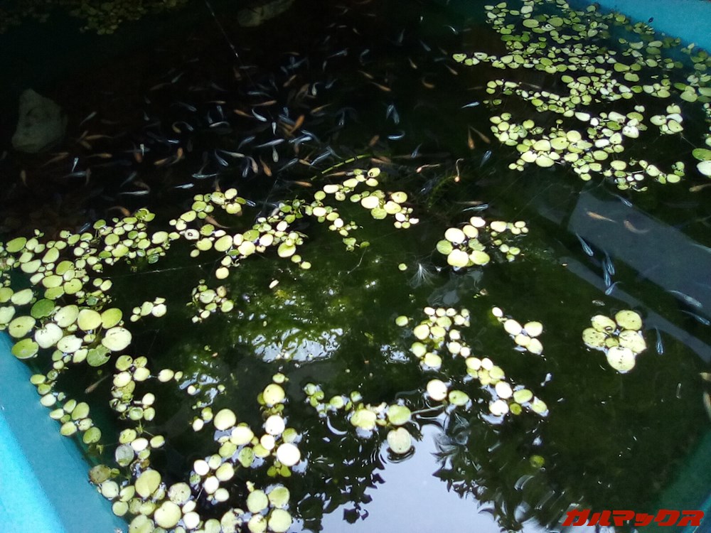 LAVIE Tab E（TE507/KAS）