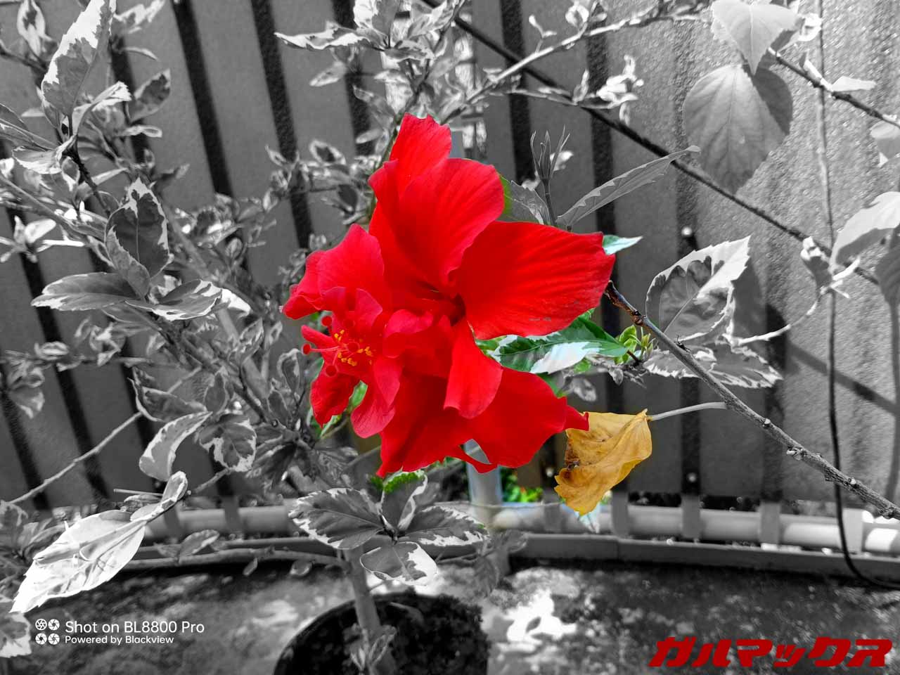 Blackview BL8800 Pro