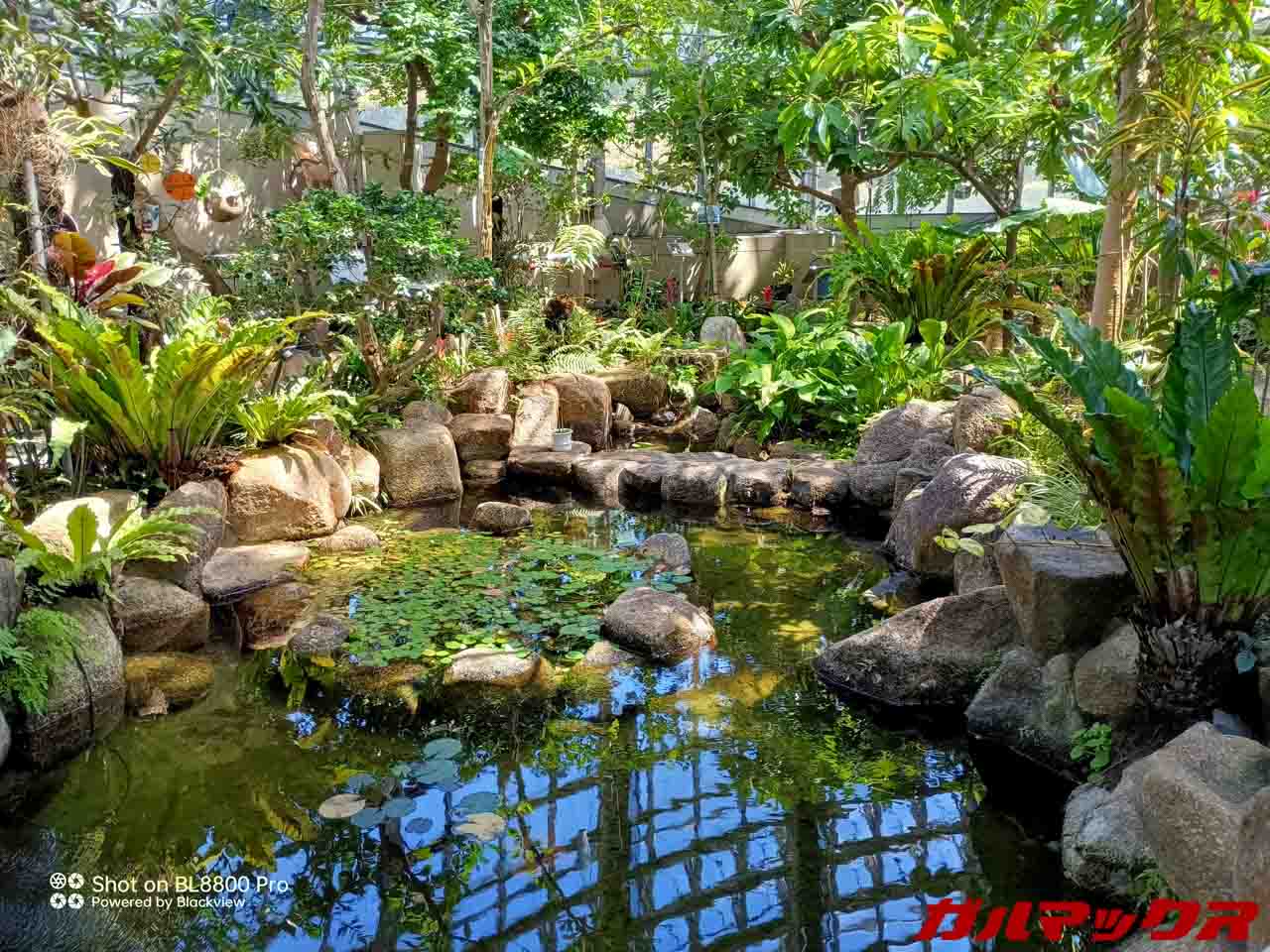 Blackview BL8800 Pro