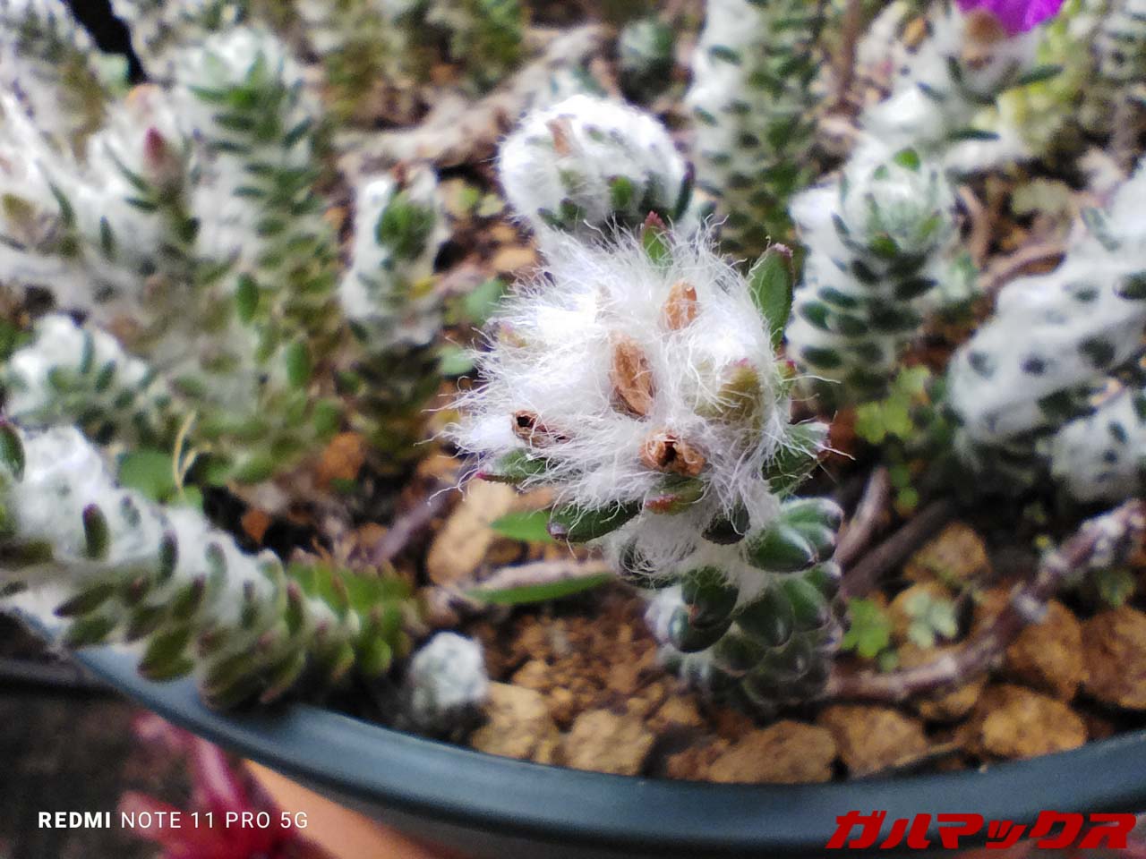 Redmi Note 11 Pro 5G